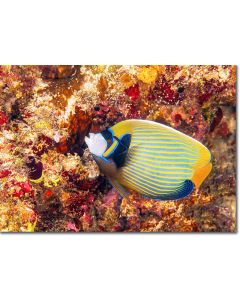 Emperor Angelfish being cleaned by a Wrasse