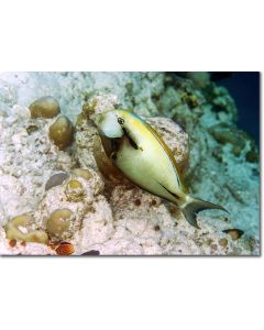 Epaulette Surgeonfish in a tropical blue lagoon