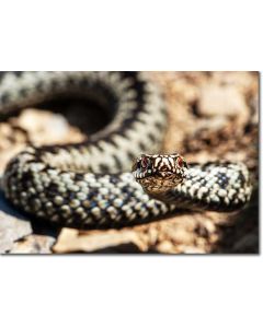 European Viper posturing, preparing to strike