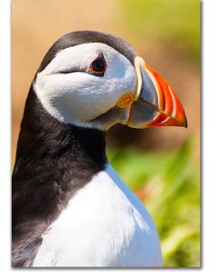 Puffins greeting poster