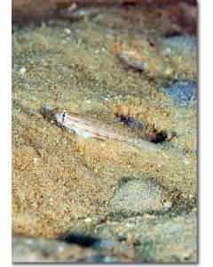 Eyebar Goby hiding in silty sand