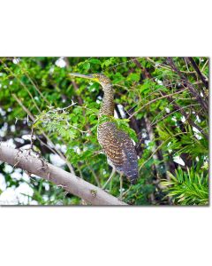 Fasciated Tiger heron perched on an acacia tree