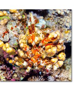 Feather star with autumnal colours