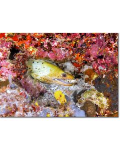 Fimbriated Moray in a colourful reef garden