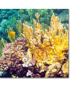 Fire coral - castle of gold rising from a reef outcrop