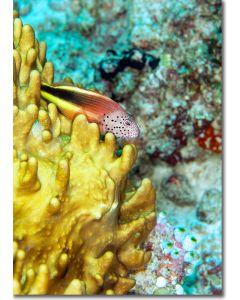 Freckled Hawkfish nestled in a golden coral sculpture