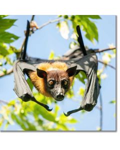 Fruit Bat peeping out from ta Jack in the Box tree