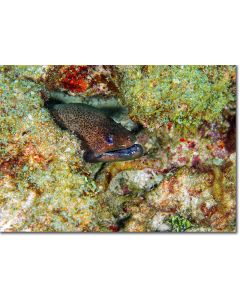 Moray eel - Close-up of a  Giant Moray