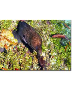 Intertwining through the reef - Giant Moray Eel 