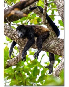 Golden Mantled Howler Monkey Chilling-out