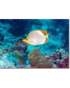 Goldheaded Butterflyfish in an aquamarine sea