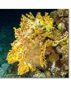 Gorgonian Hydroid nestled within Fire Coral