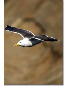 Great Black-backed Gull in flight soaring along cliffs