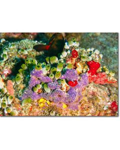 Green barrel sea squirts interwoven in the coral reef