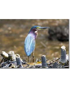 Green Heron hunting by a meandering rainforest river