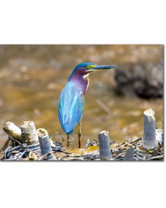 Green Heron hunting by a meandering rainforest river