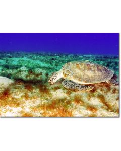 Green Turtle feeding in a seagrass lagoon