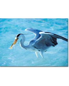 Grey heron spearing fish poster