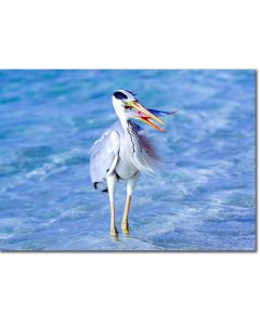 Heron swallowing a fish poster