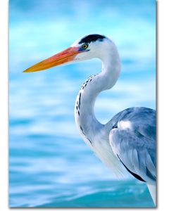 Heron pictures - poster