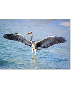 Grey Heron Basking in Sunshine whilst is Wings Dry