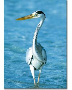 Grey Heron Stalking in the Shallows