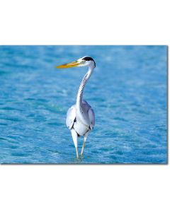 Grey Heron Stalking in the Shallows