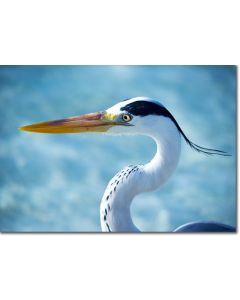 Grey Heron Close-up Portrait