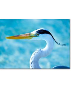 Grey heron close-up poster