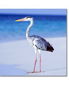 Grey Heron (juvenile) on a Tropical Shoreline