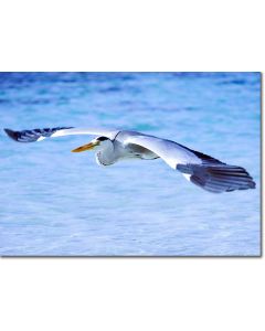 Grey Heron in Flight 