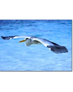 Heron in flight poster