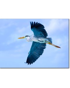 Picture of a heron in flight poster