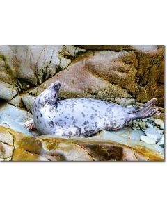 Yoga Seal Pose expertly performed by an Atlantic Grey Seal