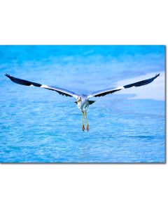 Heron landing from flight poster