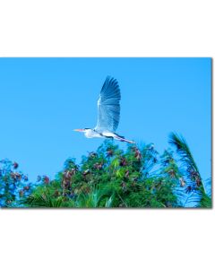 Heron landscape poster