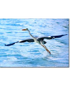 Heron ascending into flight poster