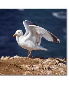 Wings of an angel - Herring Gull drying its wings