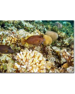 Honeycomb  Filefish with its spine extended