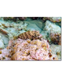 Honeycomb Grouper blending into the reef