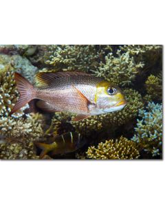 Humpnose Bigeye Bream on the edge of the reef