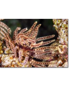 Klunzinger's Feather Star wafting in a gentle current