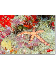 Cleaner shrimp peeping at a sea star