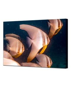 Schooling batfish canvas
