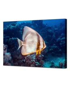 Longfin Spadefish (batfish) in the deep blue