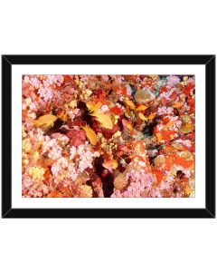 Lyretail Anthias picture, framed poster