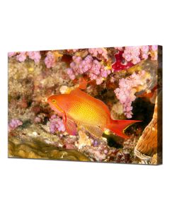 Lyretail anthias canvas