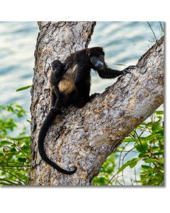 Mantled Howler Monkey - mother and child