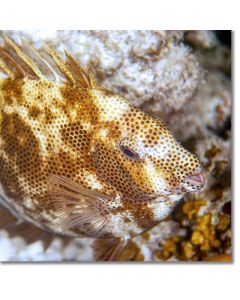 Marbled Spinefoot ensconced in a nook on the seabed