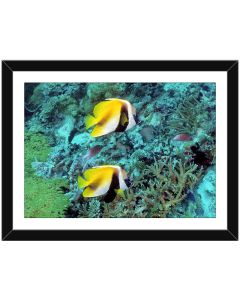 Black and White Heniochus framed poster